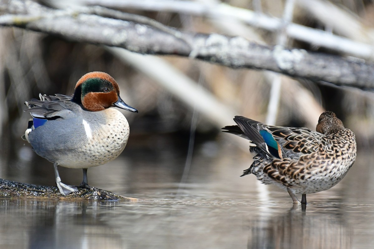 小水鴨(carolinensis) - ML217870881