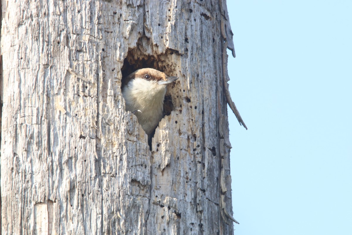 Brown-headed Nuthatch - ML217872671