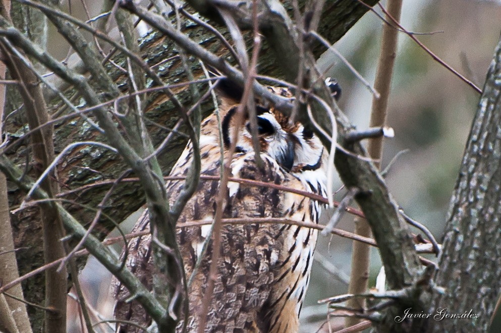 Striped Owl - Javier González