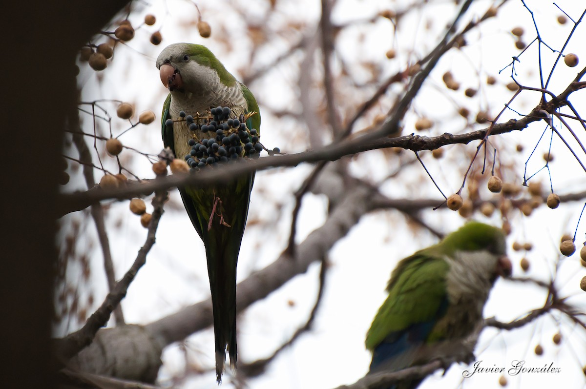 Monk Parakeet - ML217873051