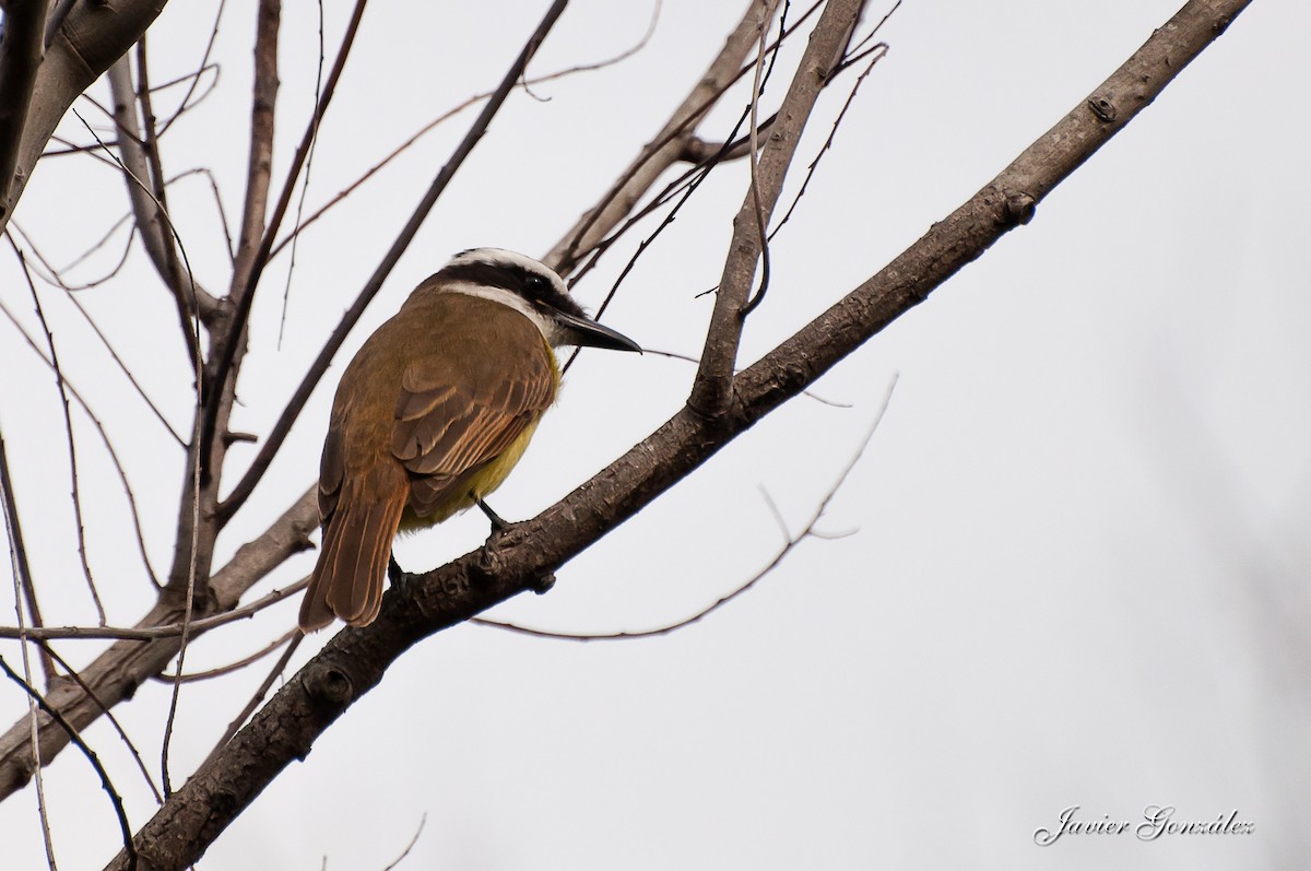 Great Kiskadee - Javier González