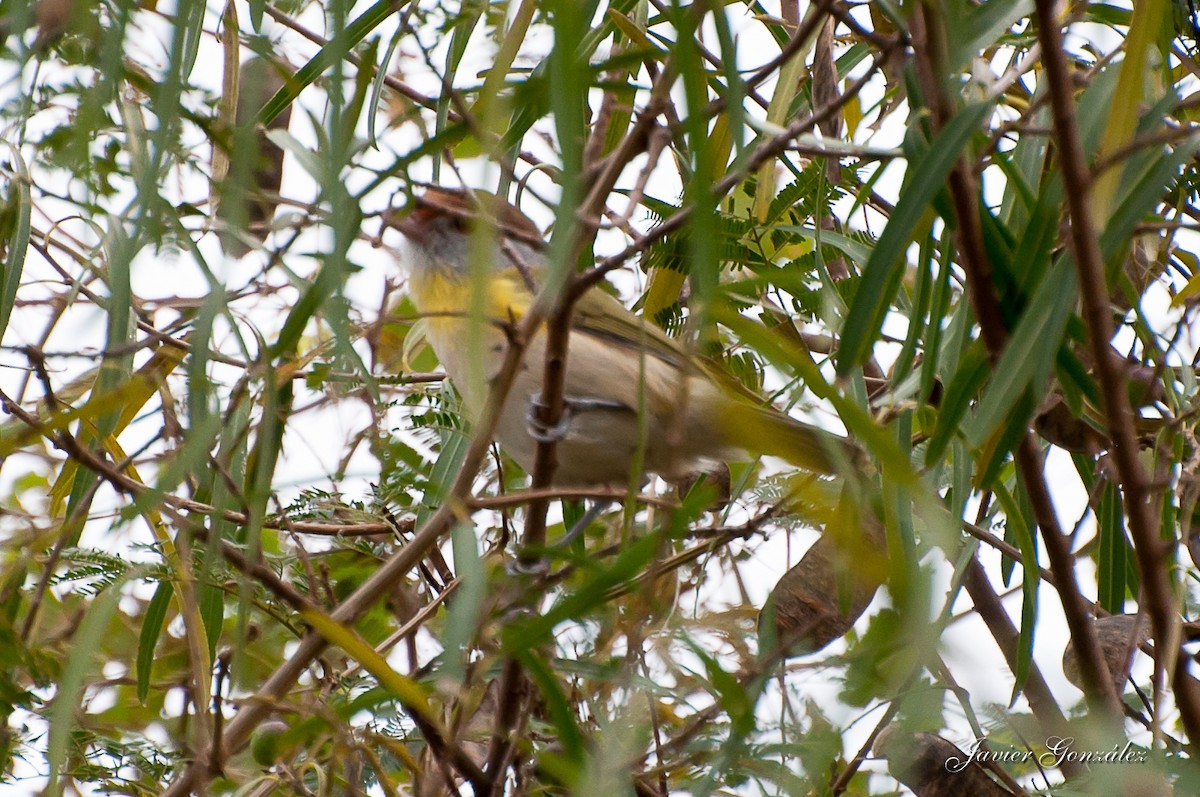 Rufous-browed Peppershrike - Javier González