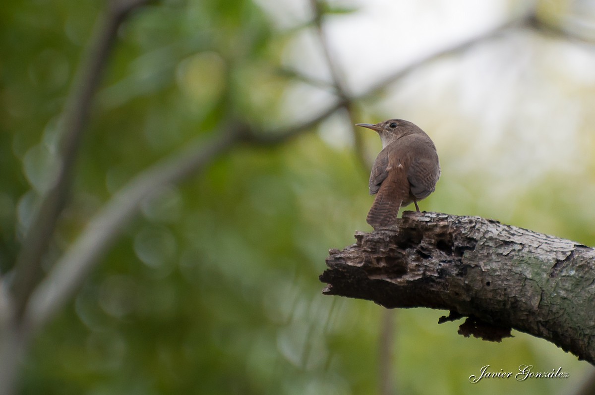 House Wren - ML217873781