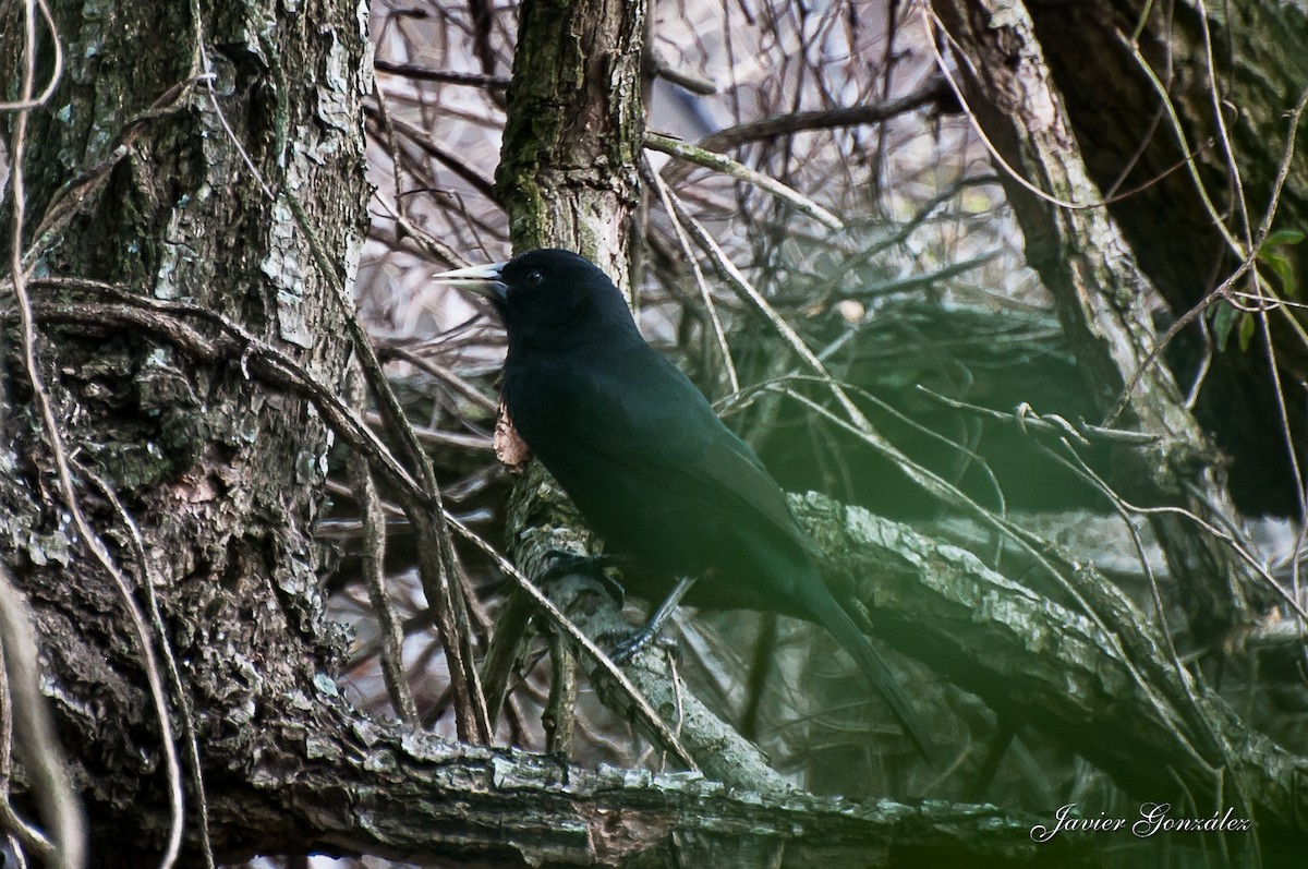 Solitary Black Cacique - ML217874101