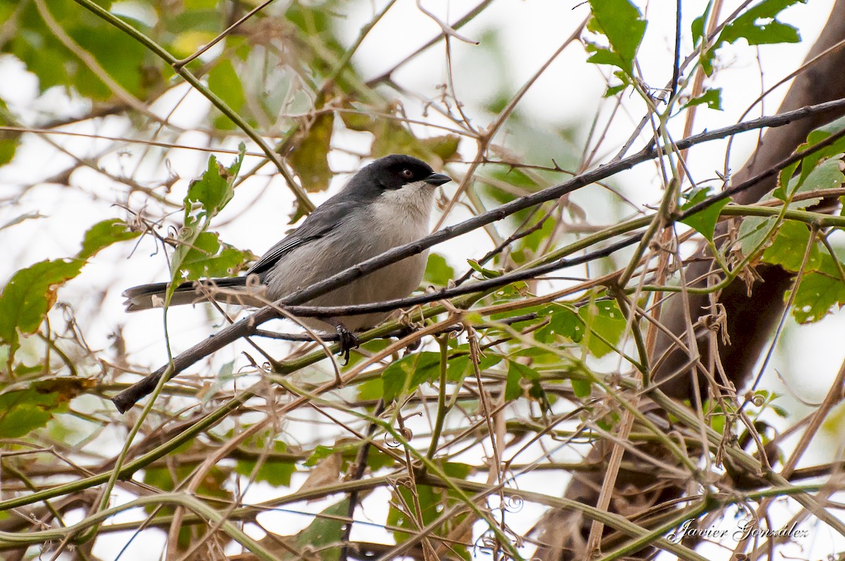 Black-capped Warbling Finch - Javier González