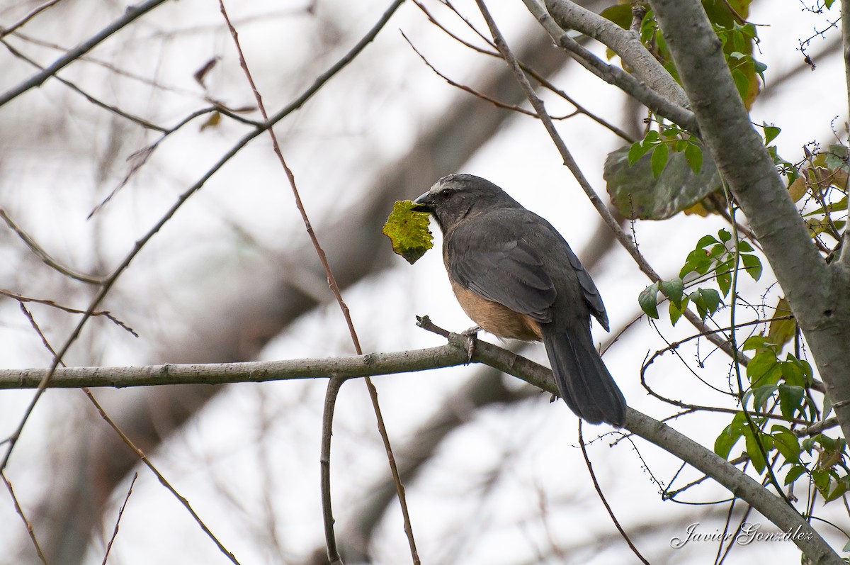 Bluish-gray Saltator - Javier González