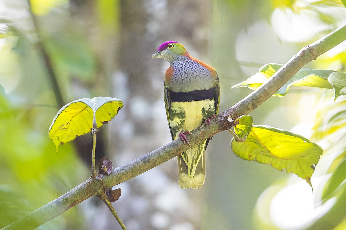 Superb Fruit-Dove - Matthew Kwan