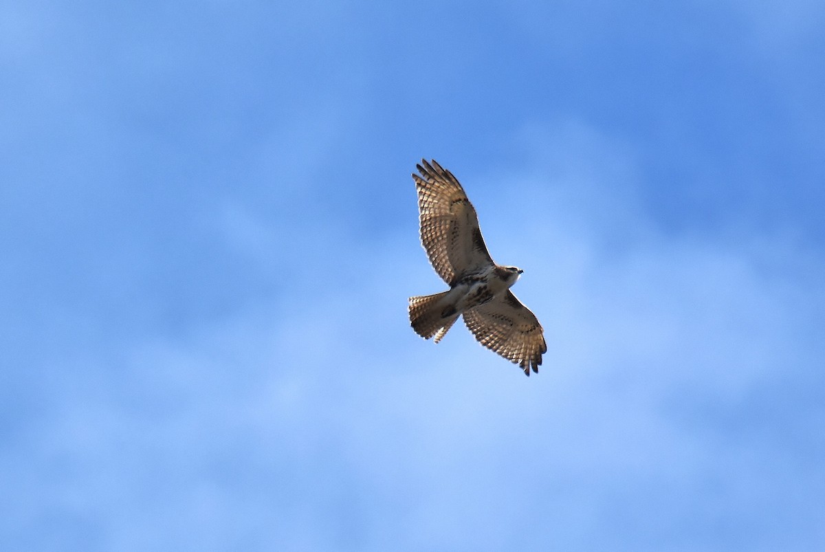 Red-tailed Hawk - ML217876681