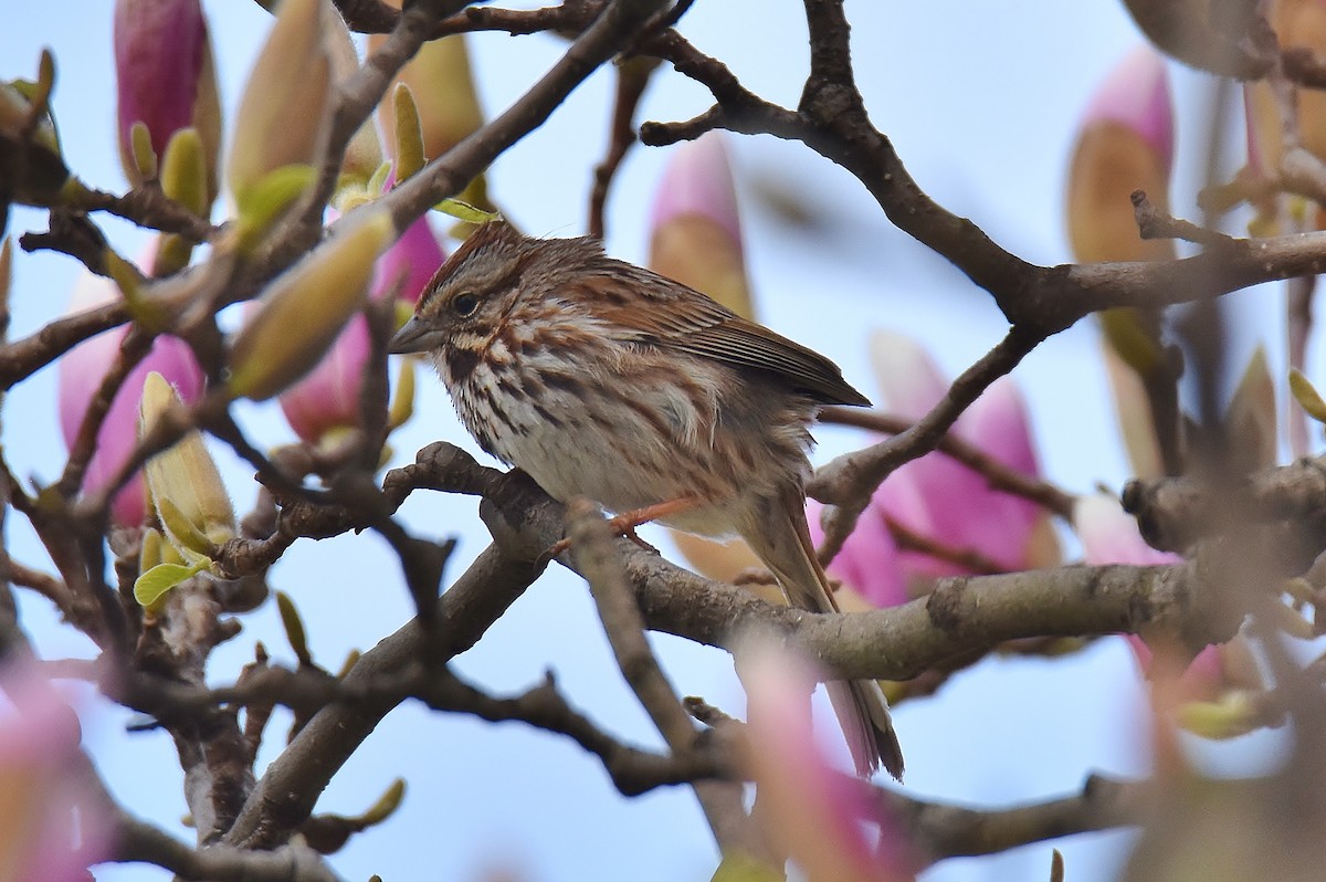 Song Sparrow - ML217877111