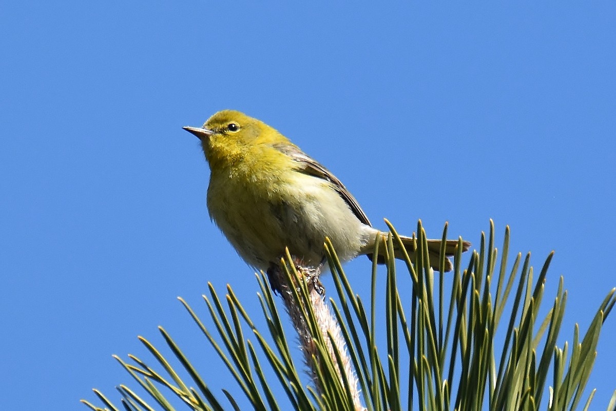 Pine Warbler - ML217877201