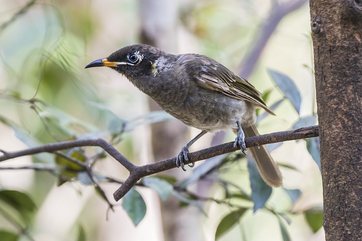 Bridled Honeyeater - Matthew Kwan