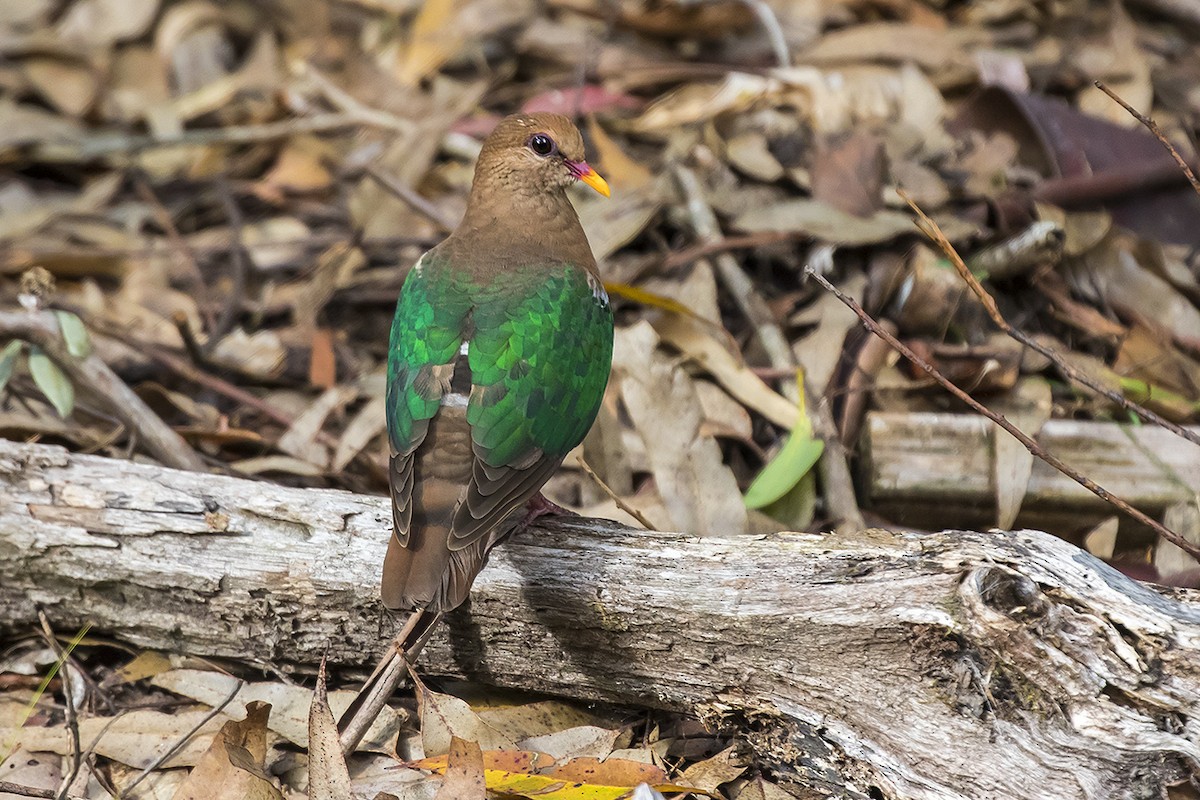 Pacific Emerald Dove - Matthew Kwan