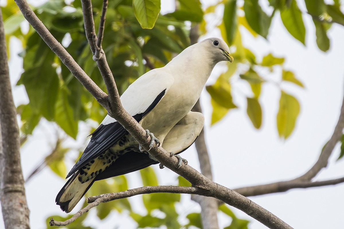 Torresian Imperial-Pigeon - ML217880281