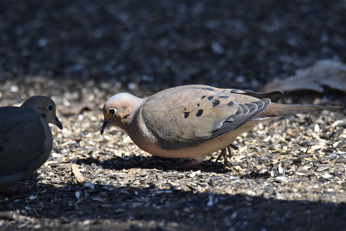 Tourterelle triste - ML217880591