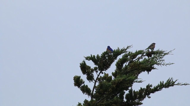 Western Bluebird - ML217880801