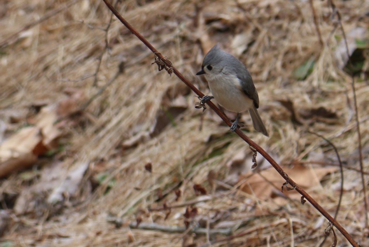 Tufted Titmouse - ML217881961