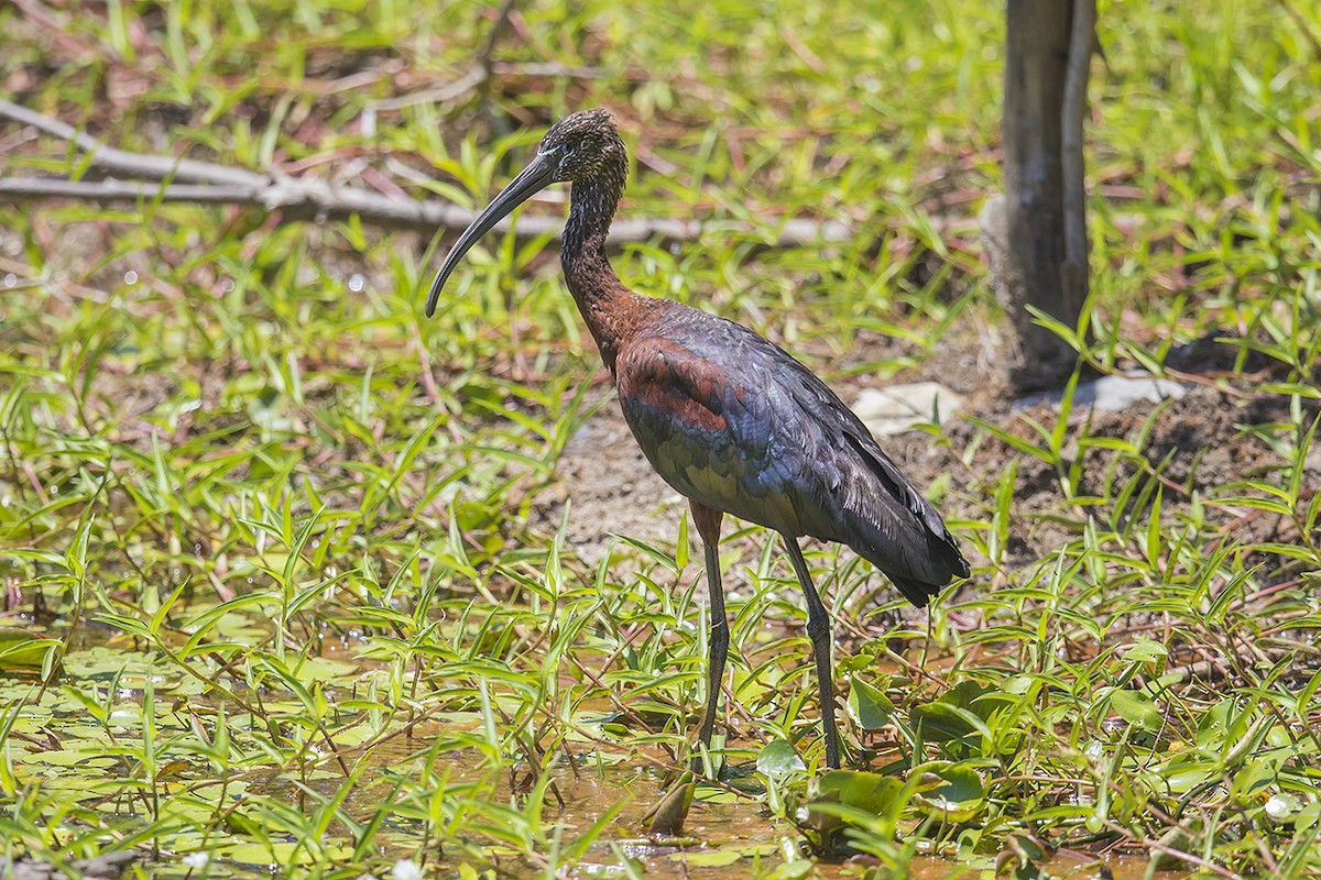 Glossy Ibis - ML217882061