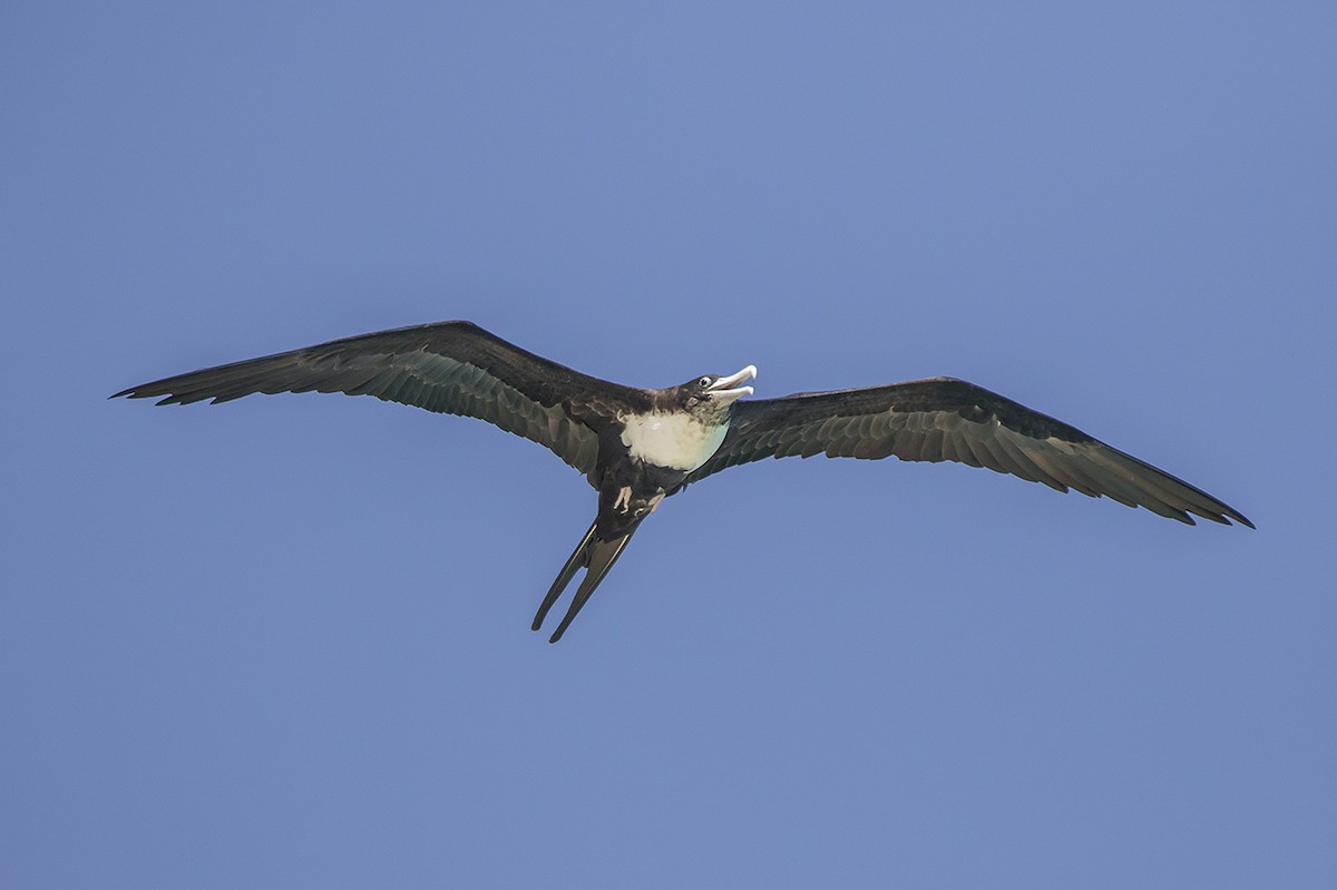 Great Frigatebird - Matthew Kwan