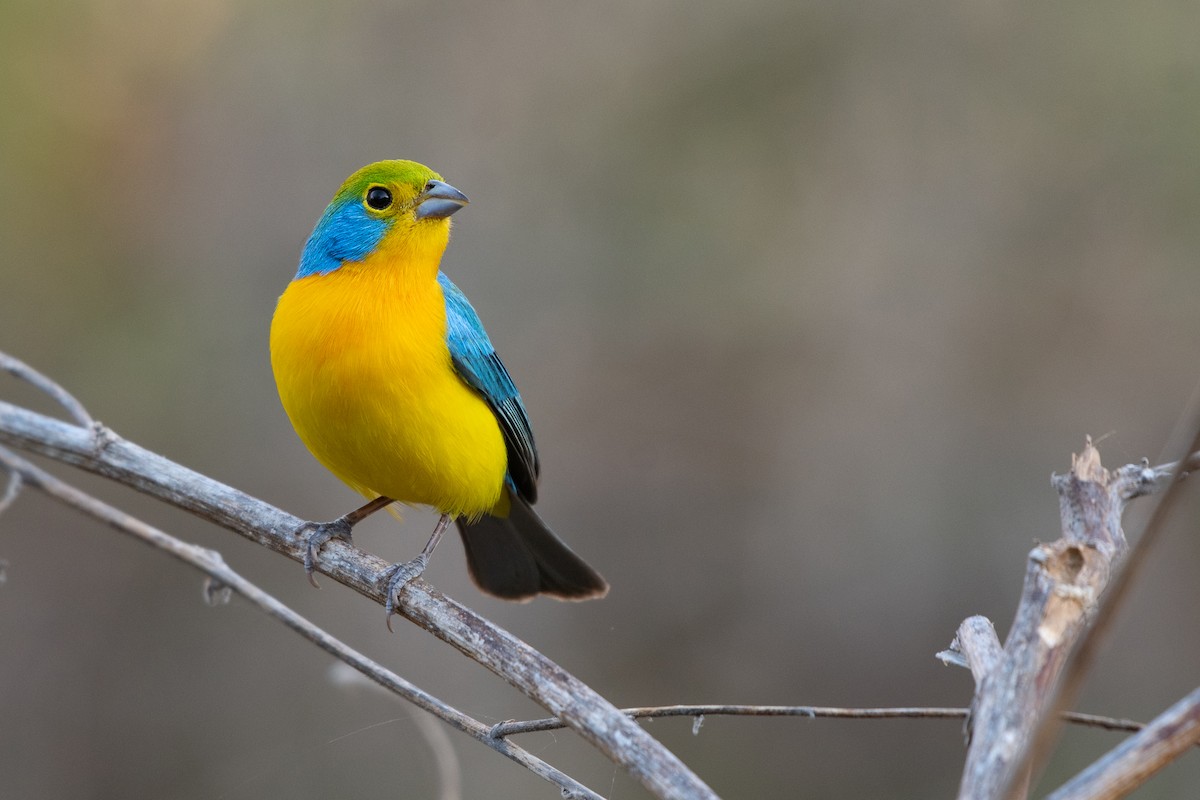 Orange-breasted Bunting - ML217884931