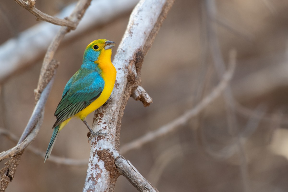 Orange-breasted Bunting - Ana Paula Oxom