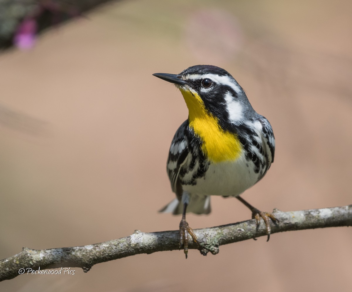 Yellow-throated Warbler - Tim Ballard