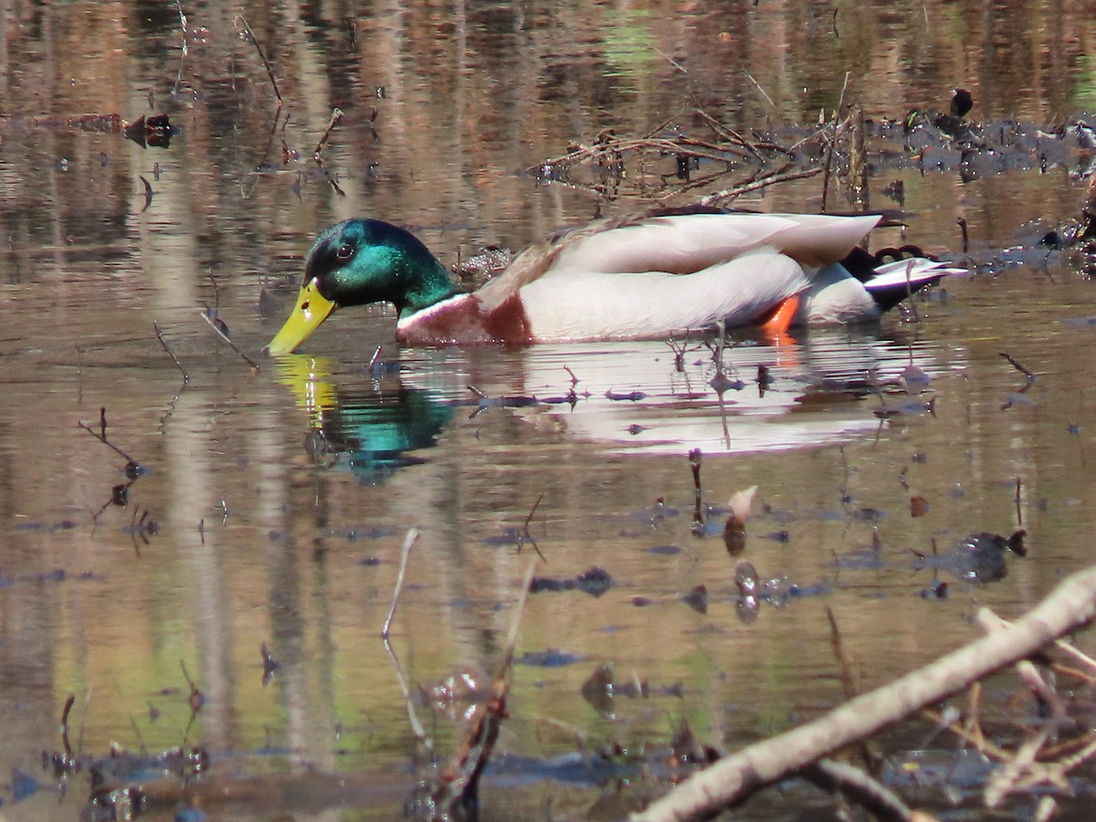 Canard colvert - ML217887821