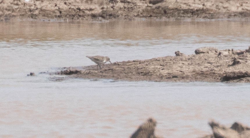 Temminck's Stint - Doug Gochfeld