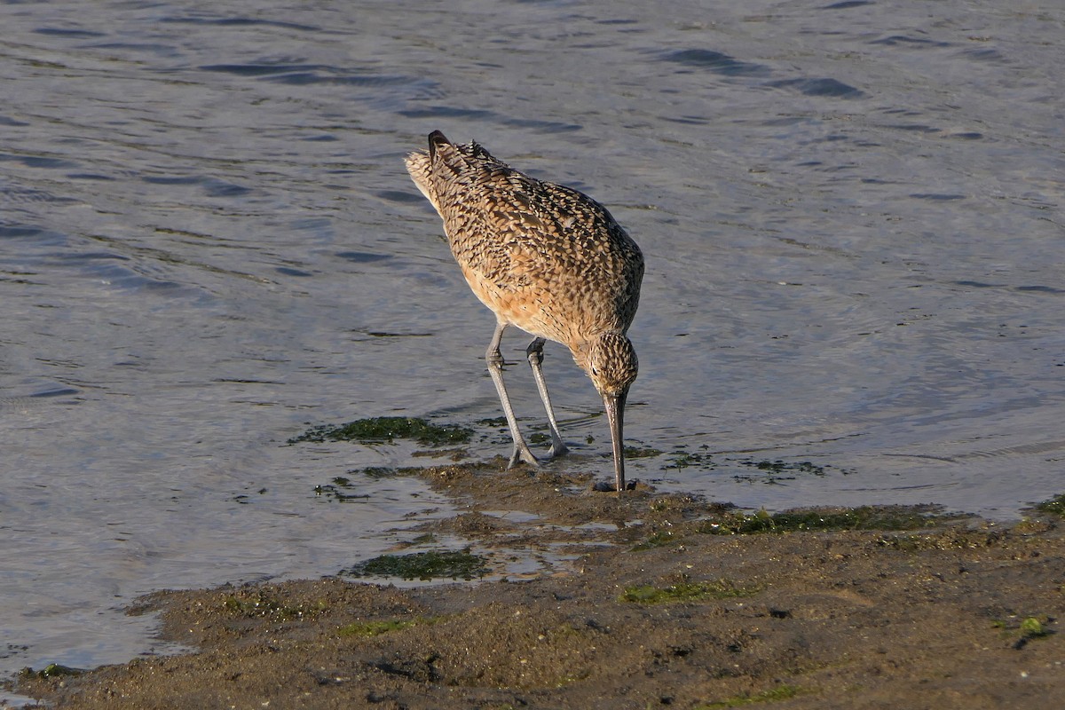 Long-billed Curlew - Robert Hamilton