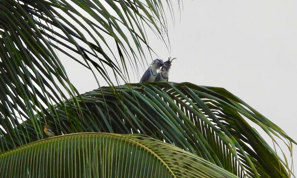 White-throated Magpie-Jay - ML217893041