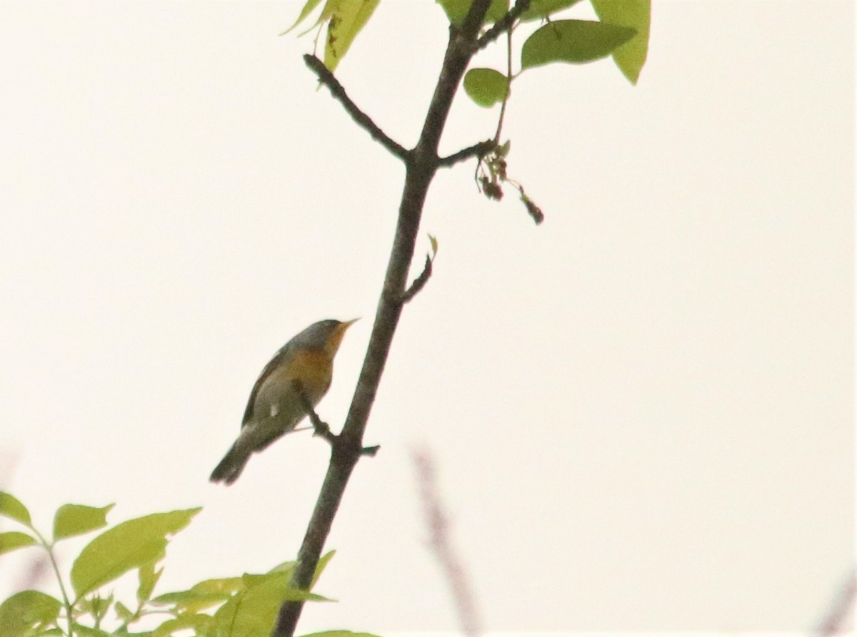 Northern Parula - ML217895011