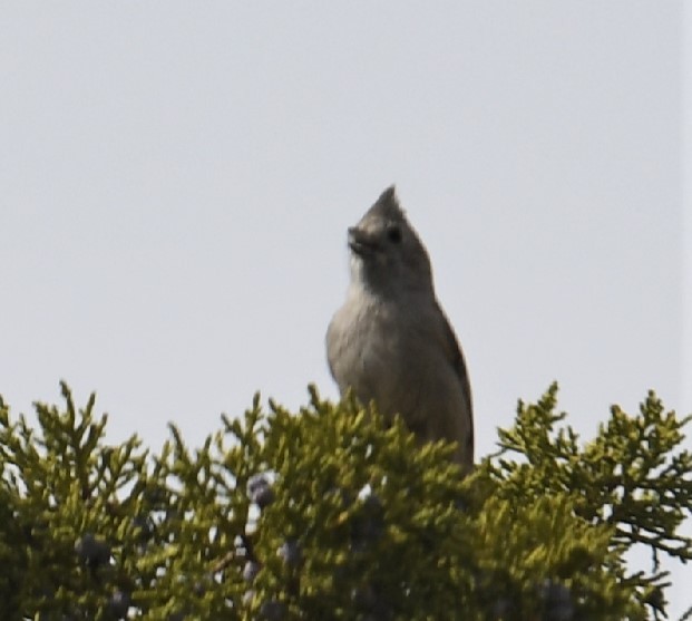 Juniper Titmouse - ML217896491