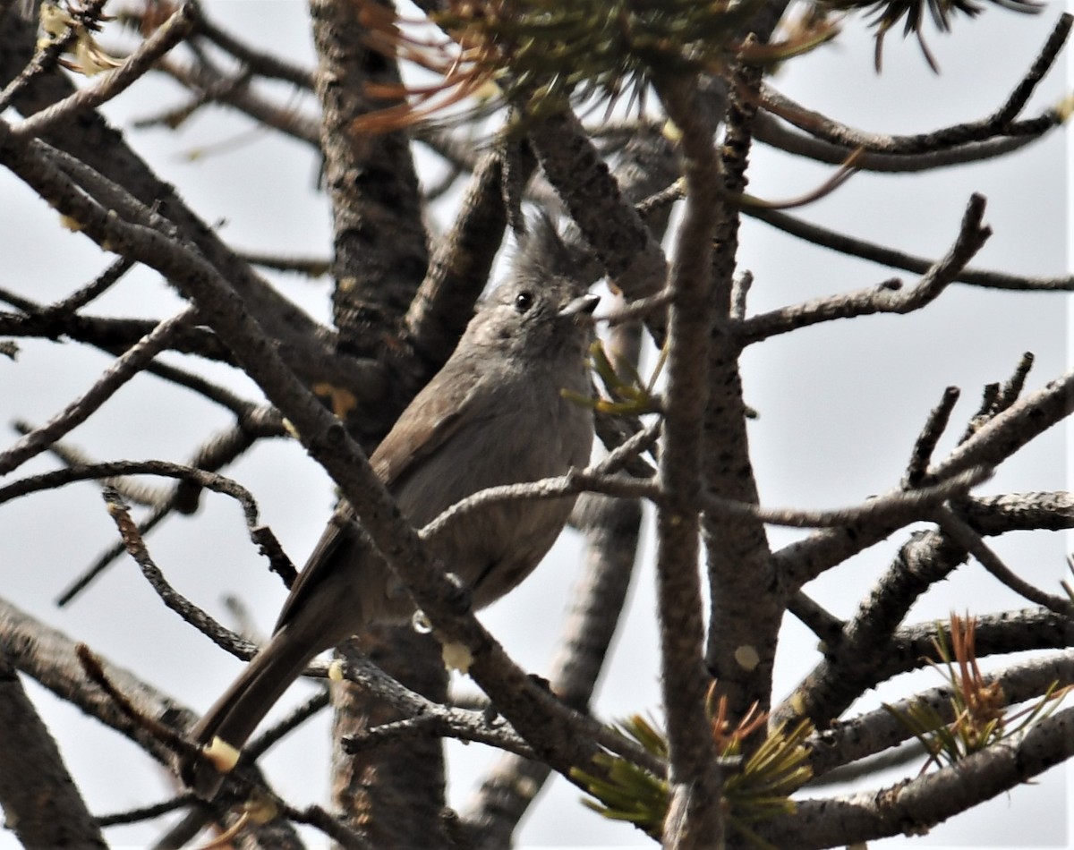 Juniper Titmouse - ML217896501