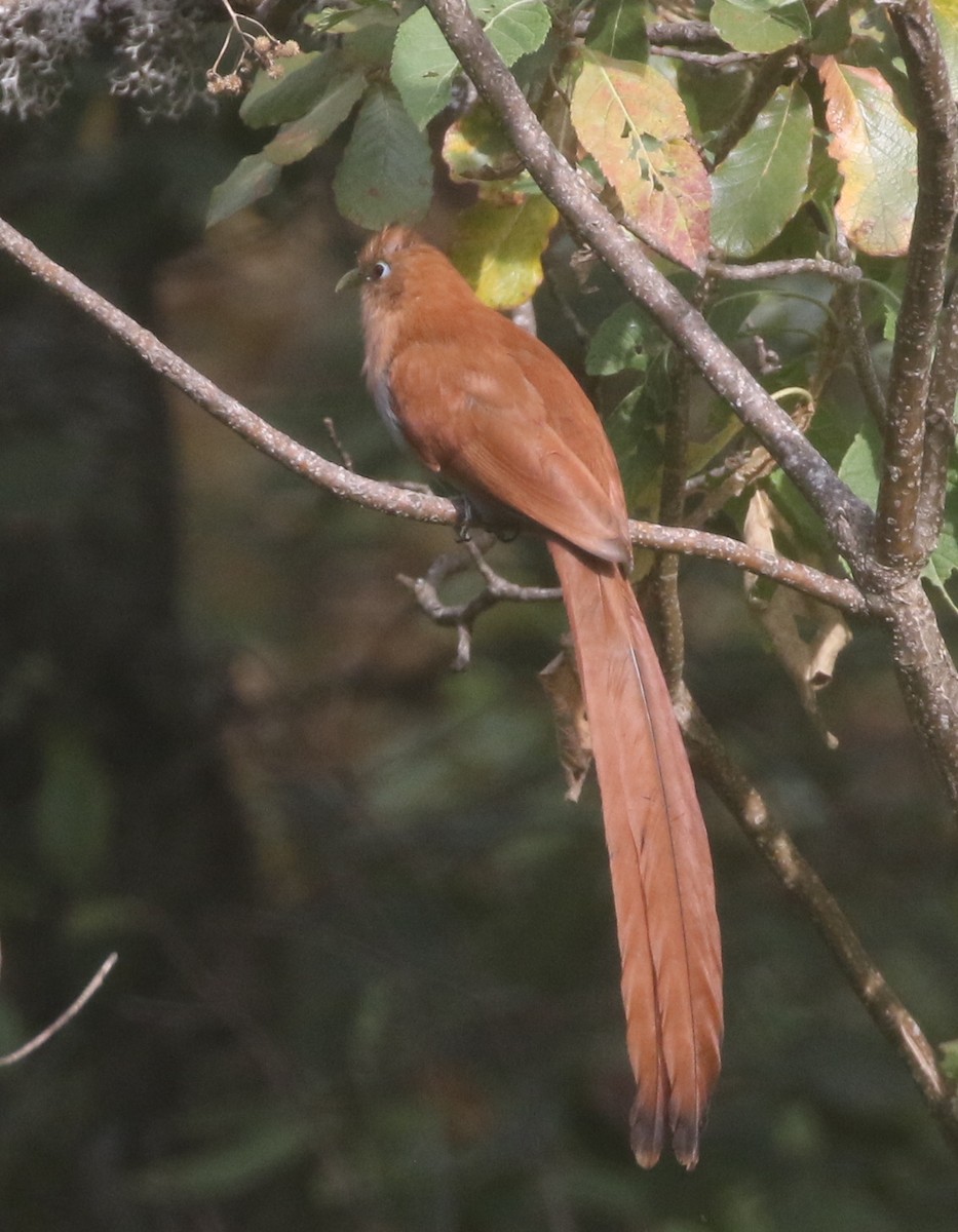 Squirrel Cuckoo - ML217898131