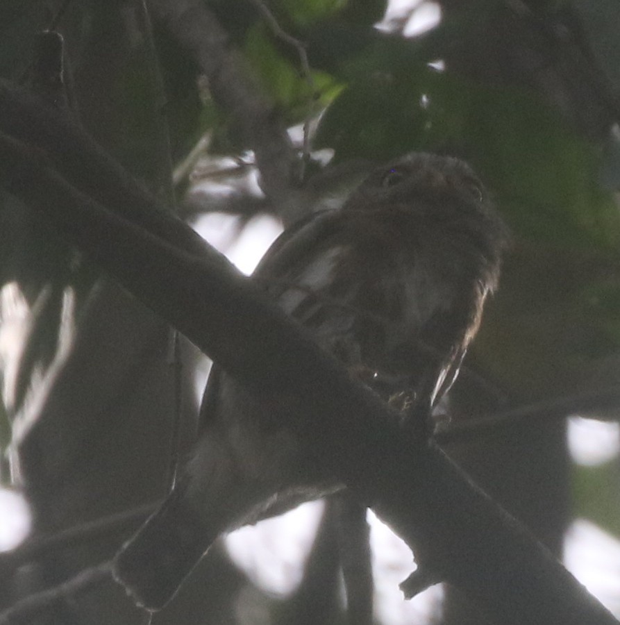 Colima Pygmy-Owl - ML217899271