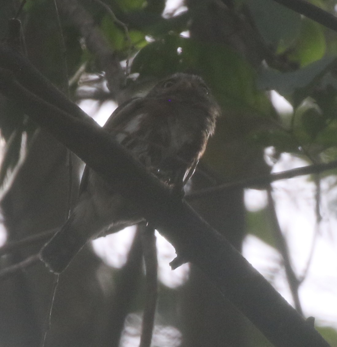 Colima Pygmy-Owl - ML217899281
