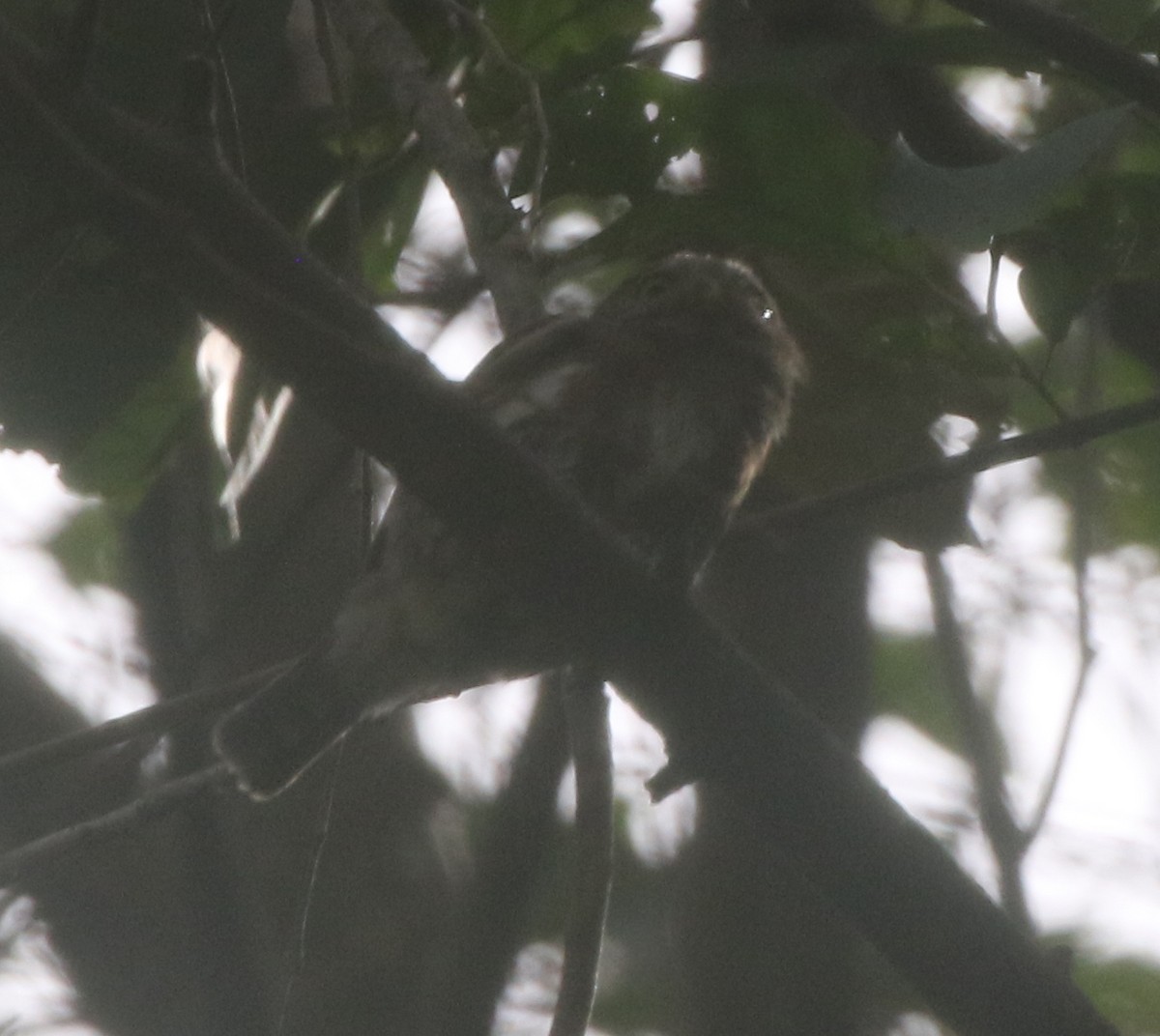 Colima Pygmy-Owl - ML217899301