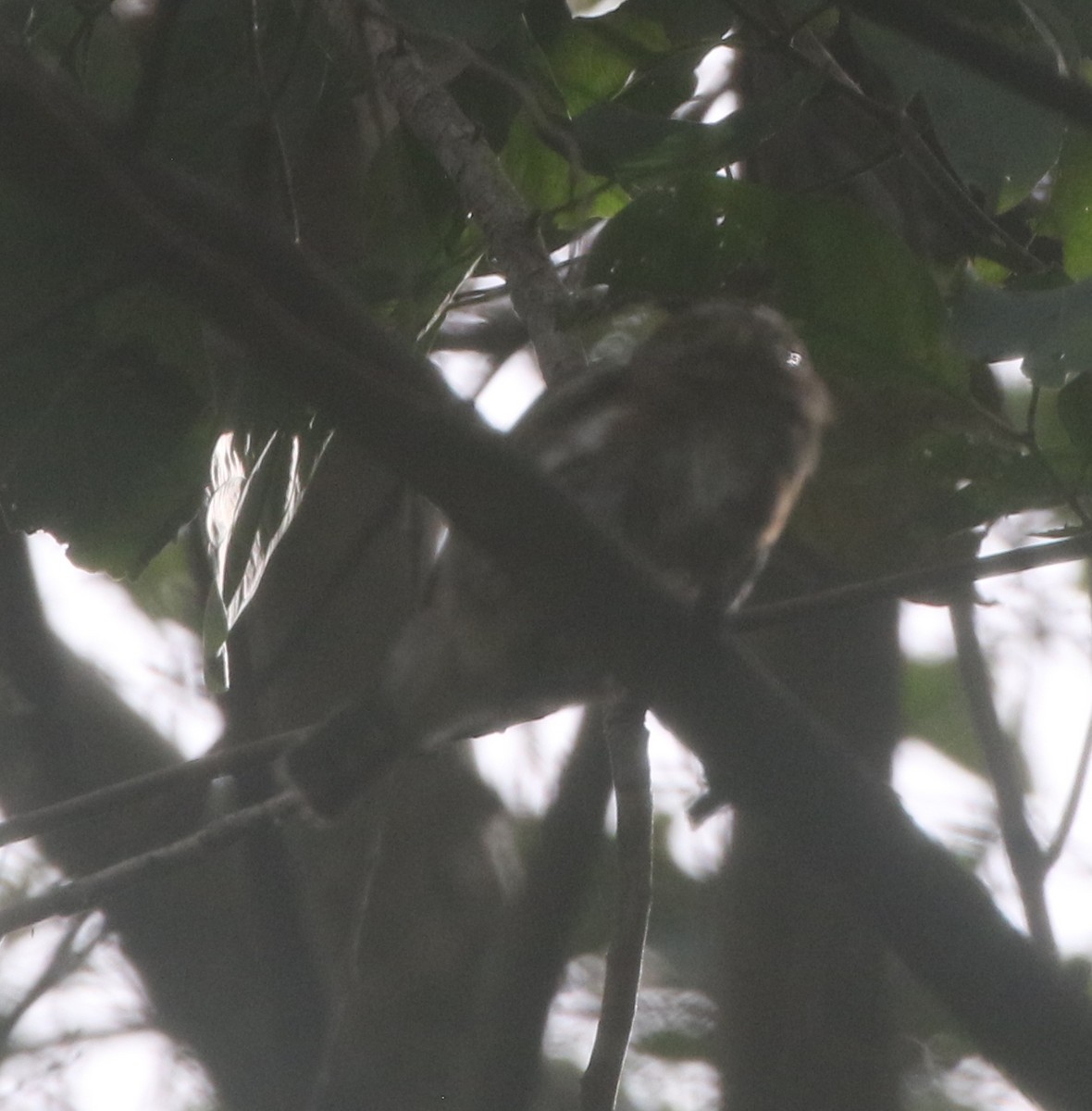 Colima Pygmy-Owl - ML217899321