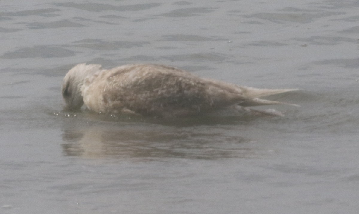 Glaucous-winged Gull - ML217899701