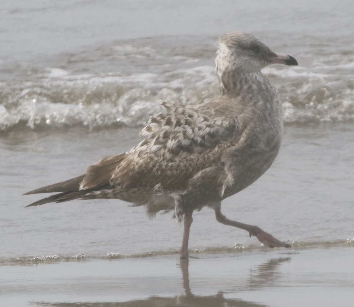 Herring Gull - ML217899771