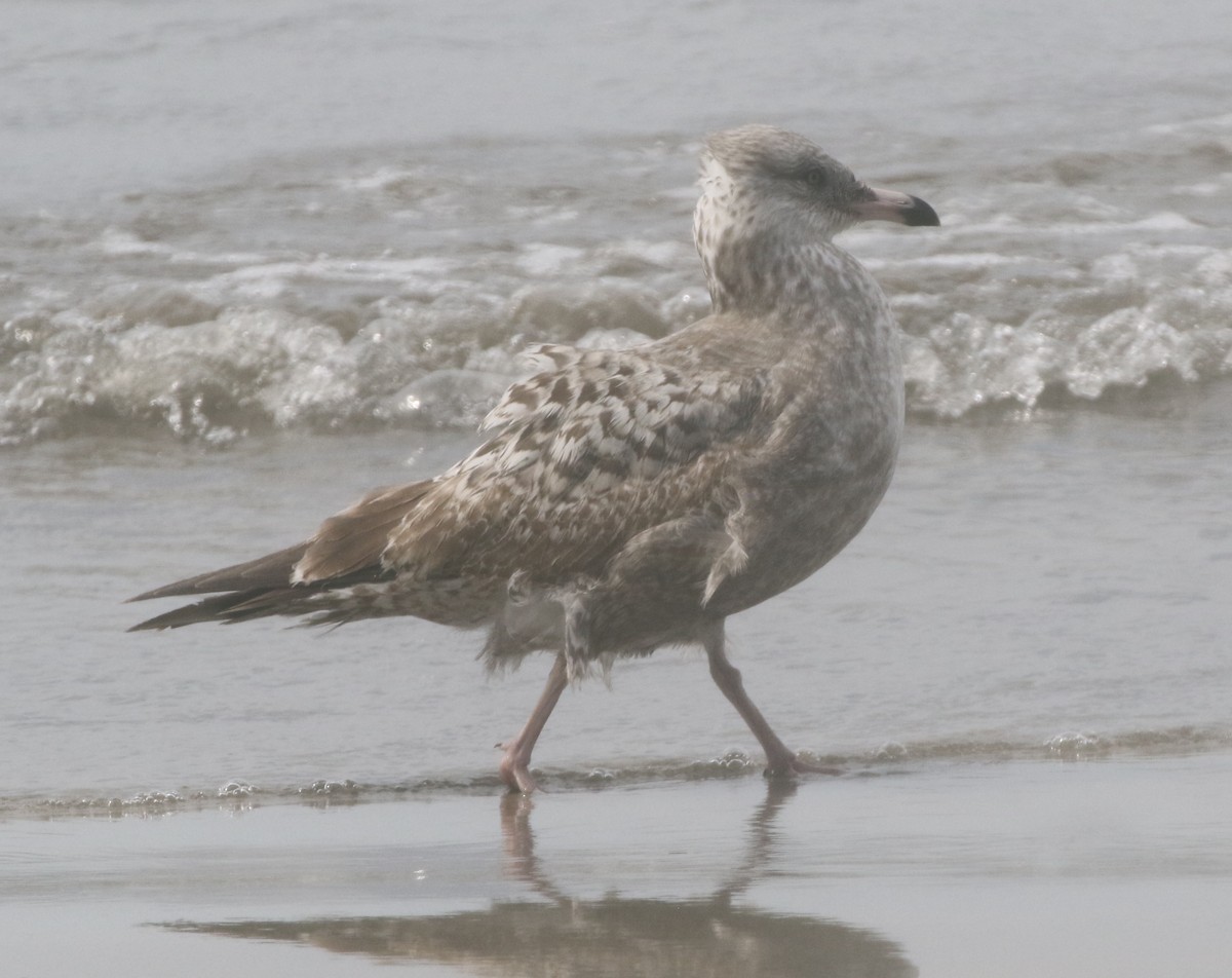 Gaviota Argéntea - ML217899791