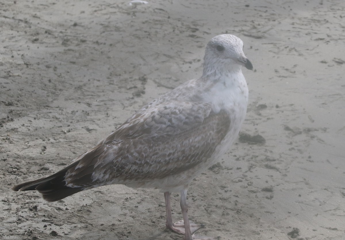 Gaviota Argéntea - ML217899891