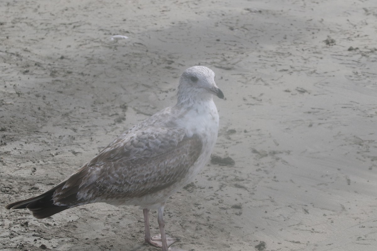 Gaviota Argéntea - ML217899961