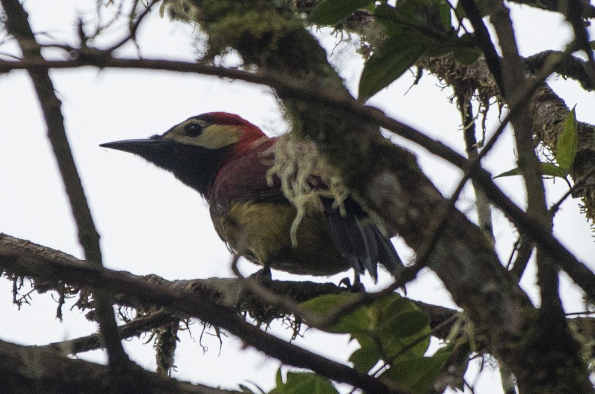 Crimson-mantled Woodpecker - ML217900501