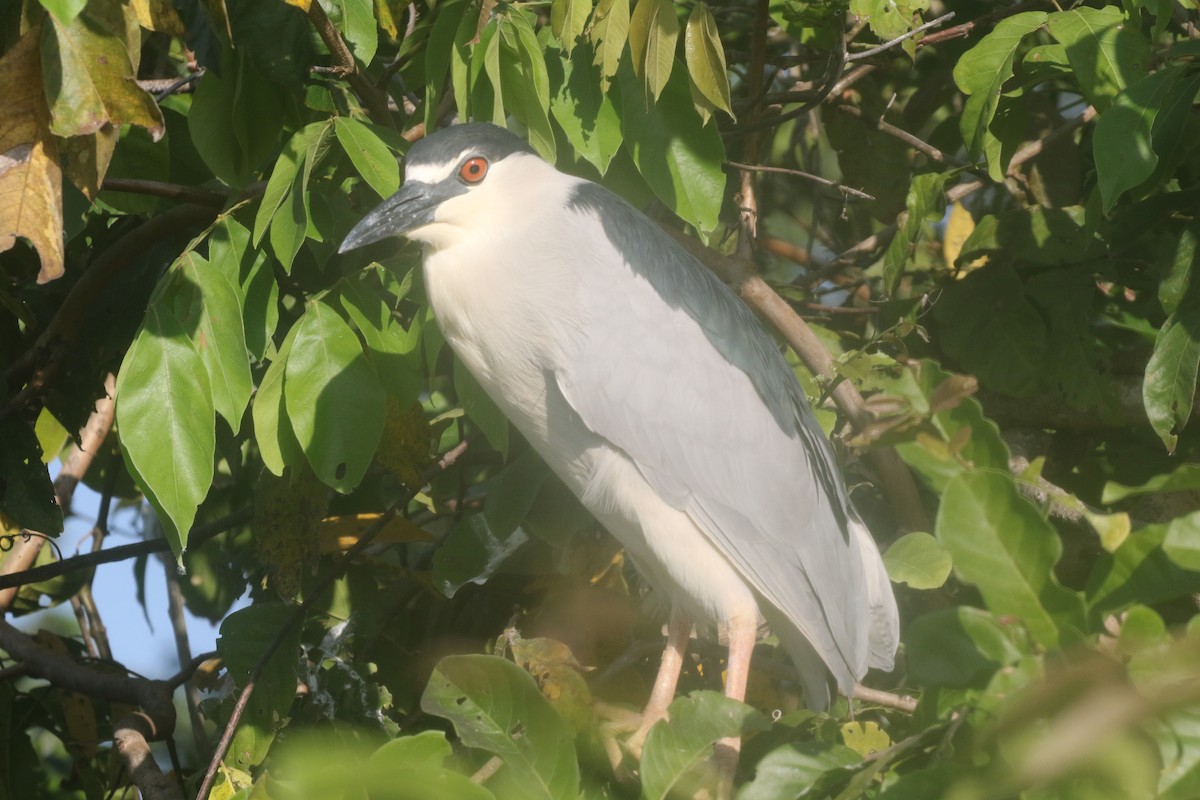 Black-crowned Night Heron - ML217901671