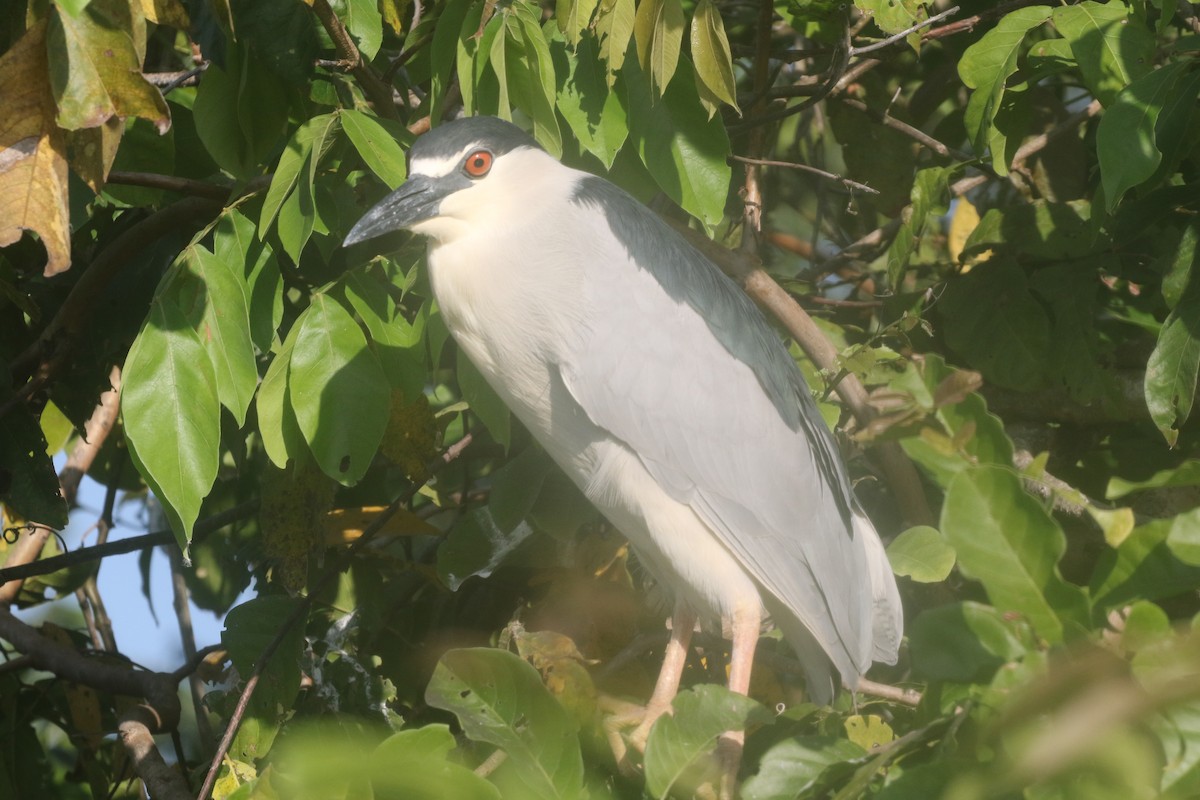 Black-crowned Night Heron - ML217901751