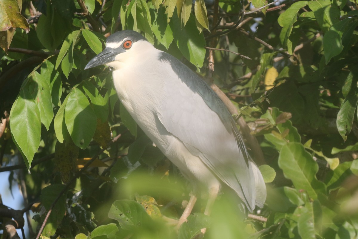 Black-crowned Night Heron - logan kahle