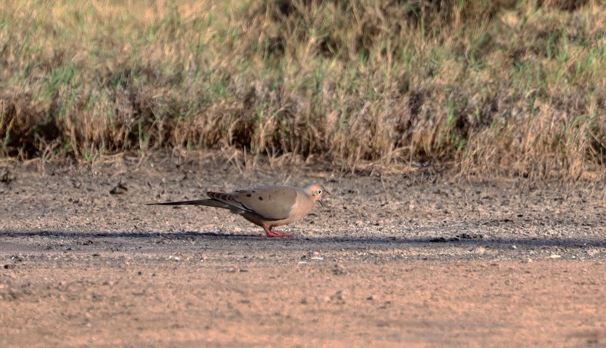 Mourning Dove - ML217903631