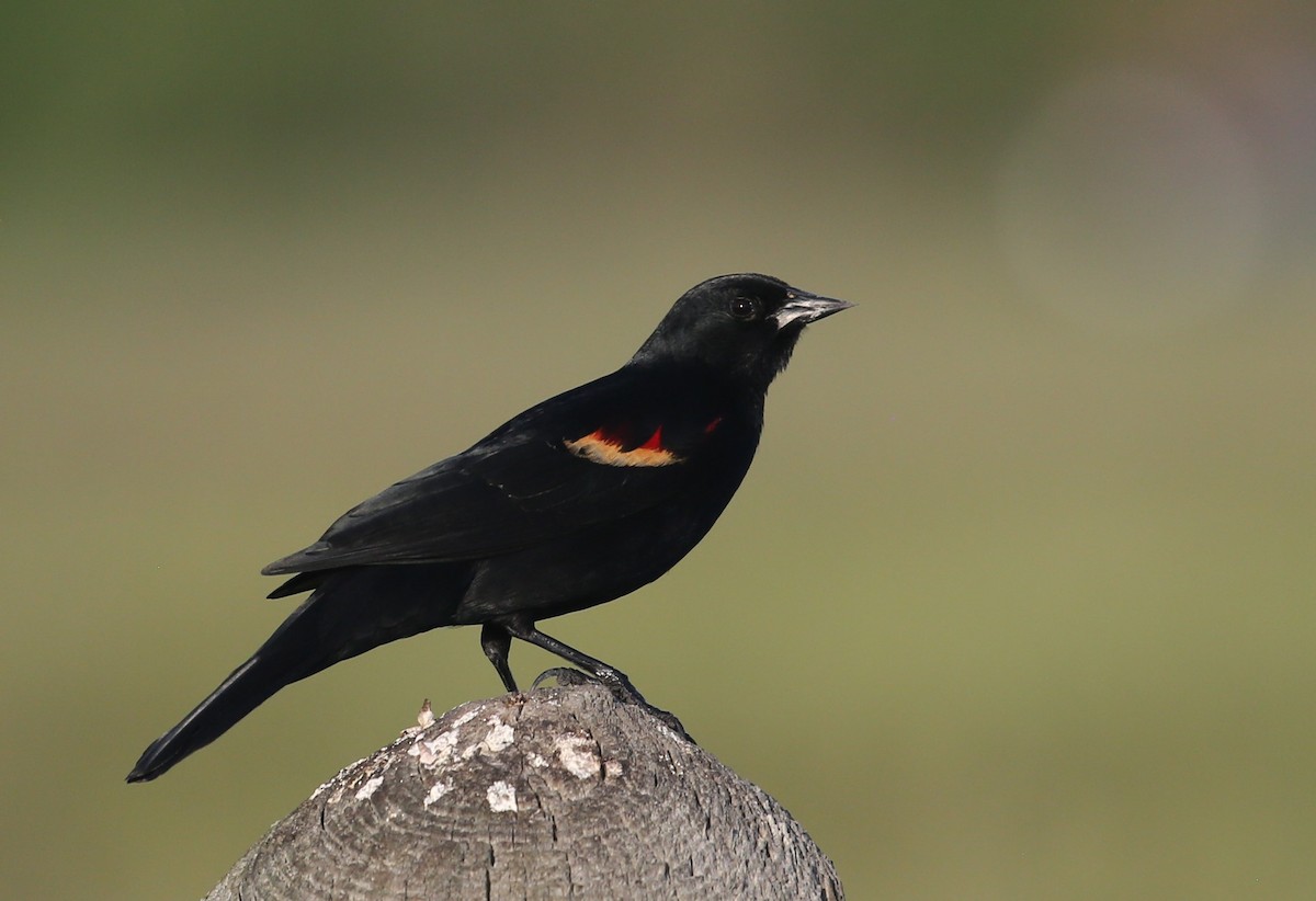 Red-winged Blackbird - Andrew Orgill