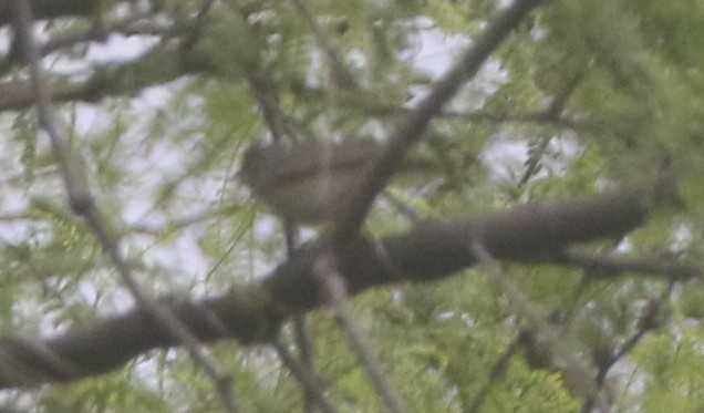 Lucy's Warbler - logan kahle