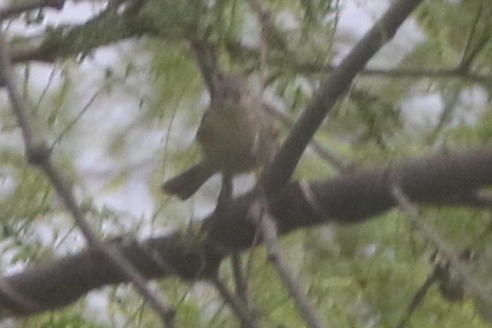 Lucy's Warbler - logan kahle